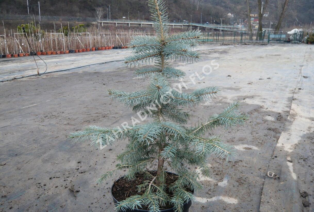 Smrk pichlavý 'Glauca' - Picea pungens 'Glauca'
