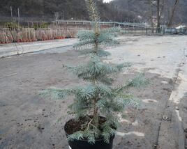Smrk pichlavý 'Glauca'