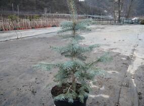 Smrk pichlavý 'Glauca' - Picea pungens 'Glauca'