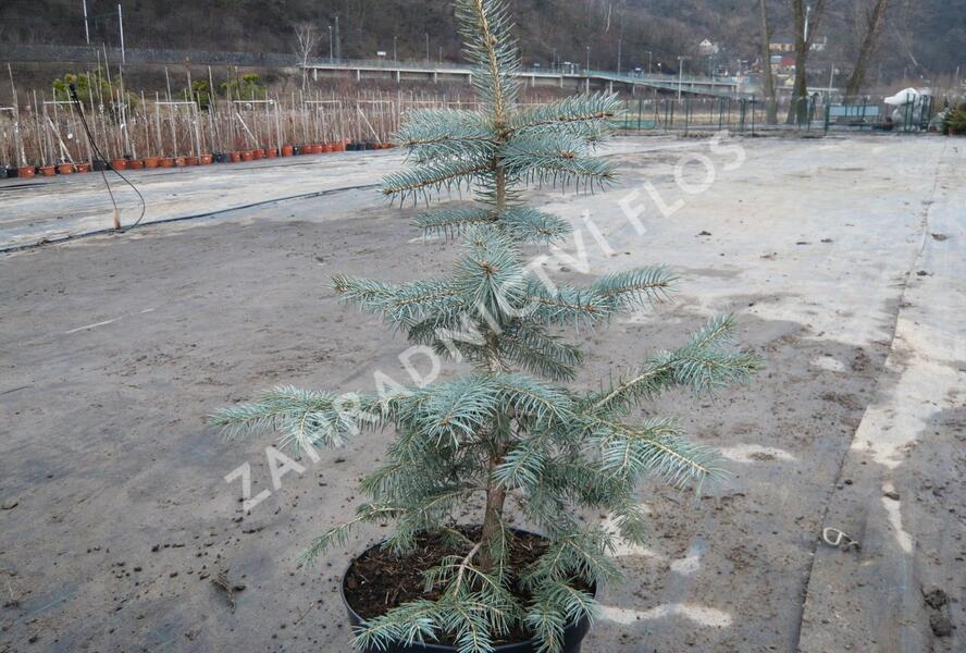 Smrk pichlavý 'Glauca' - Picea pungens 'Glauca'