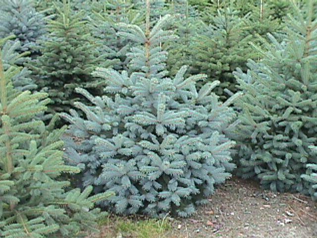 Smrk pichlavý 'Glauca' - Picea pungens 'Glauca'