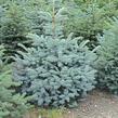 Smrk pichlavý 'Glauca' - Picea pungens 'Glauca'