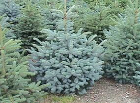 Smrk pichlavý 'Glauca' - Picea pungens 'Glauca'