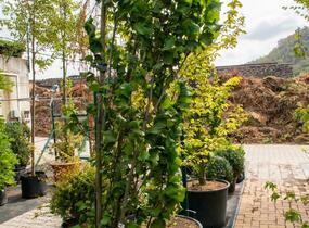Jilm horský 'Fastigiata' - Ulmus glabra 'Fastigiata'