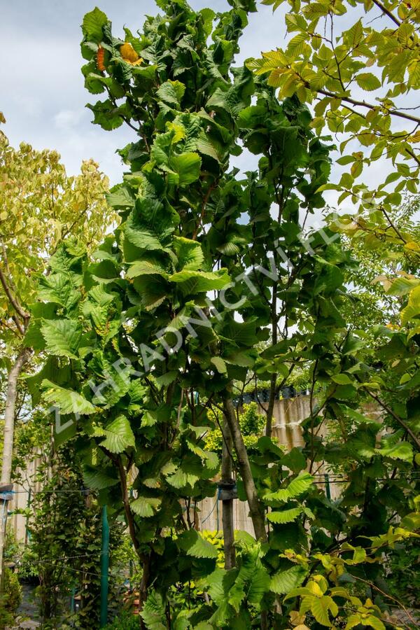 Jilm horský 'Fastigiata' - Ulmus glabra 'Fastigiata'