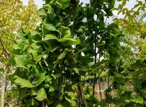 Jilm horský 'Fastigiata' - Ulmus glabra 'Fastigiata'