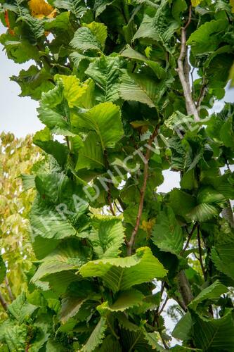 Jilm horský 'Fastigiata' - Ulmus glabra 'Fastigiata'