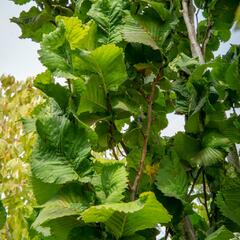 Jilm horský 'Fastigiata' - Ulmus glabra 'Fastigiata'