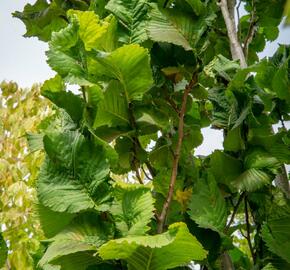 Jilm horský 'Fastigiata' - Ulmus glabra 'Fastigiata'