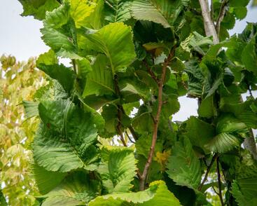 Jilm horský 'Fastigiata'