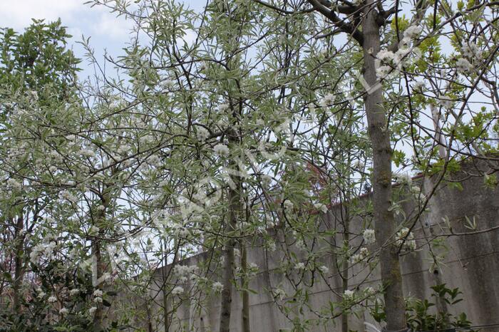Hrušeň vrbolistá 'Pendula' - Pyrus salicifolia 'Pendula'