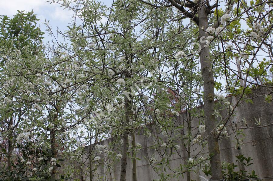 Hrušeň vrbolistá 'Pendula' - Pyrus salicifolia 'Pendula'