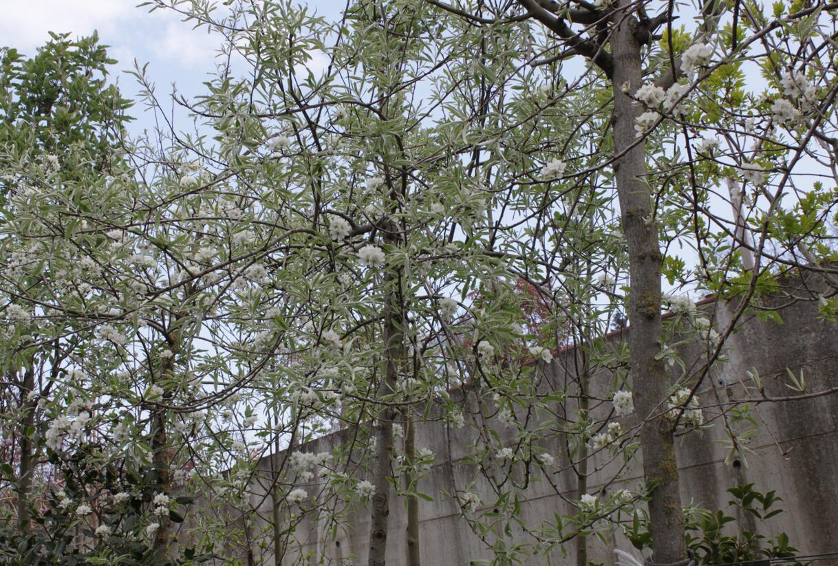 Hrušeň vrbolistá 'Pendula' - Pyrus salicifolia 'Pendula'