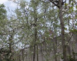 Hrušeň vrbolistá 'Pendula'