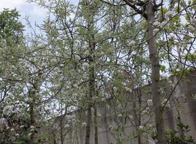 Hrušeň vrbolistá 'Pendula' - Pyrus salicifolia 'Pendula'