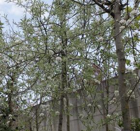 Hrušeň vrbolistá 'Pendula' - Pyrus salicifolia 'Pendula'