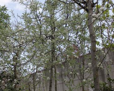 Hrušeň vrbolistá 'Pendula'