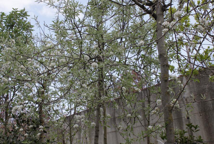 Hrušeň vrbolistá 'Pendula' - Pyrus salicifolia 'Pendula'