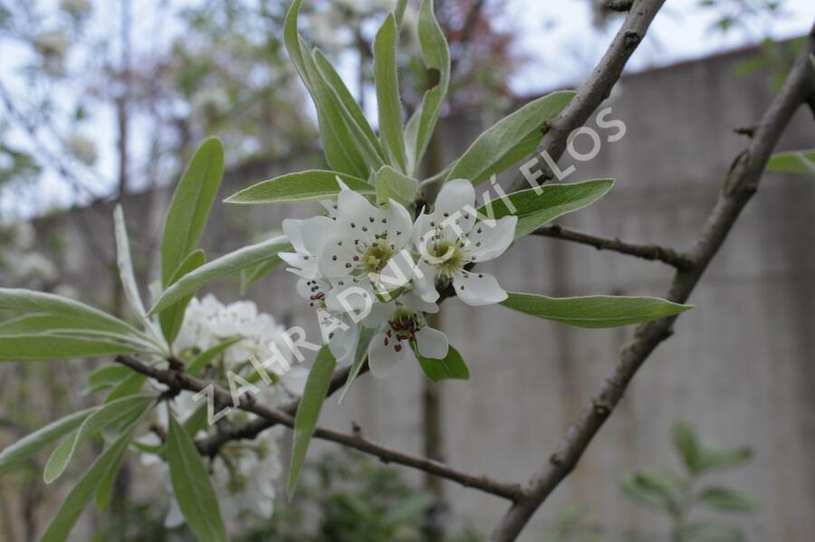Hrušeň vrbolistá 'Pendula' - Pyrus salicifolia 'Pendula'