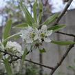 Hrušeň vrbolistá 'Pendula' - Pyrus salicifolia 'Pendula'