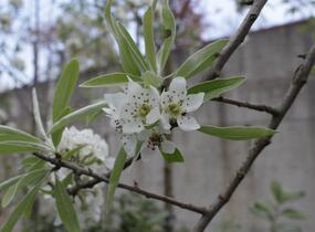 Hrušeň vrbolistá 'Pendula' - Pyrus salicifolia 'Pendula'
