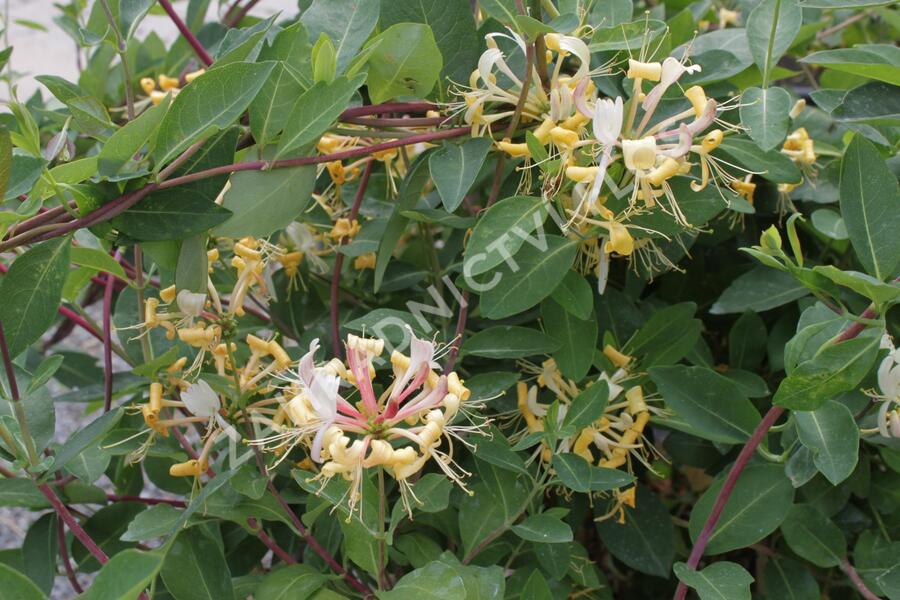 Zimolez Heckrottův 'Goldflame' - Lonicera heckrottii 'Goldflame'