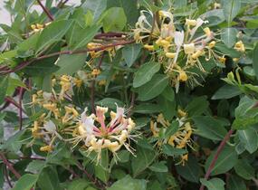 Zimolez Heckrottův 'Goldflame' - Lonicera heckrottii 'Goldflame'