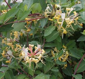 Zimolez Heckrottův 'Goldflame' - Lonicera heckrottii 'Goldflame'