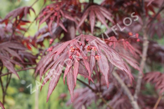 Javor dlanitolistý 'Fireglow' - Acer palmatum 'Fireglow'