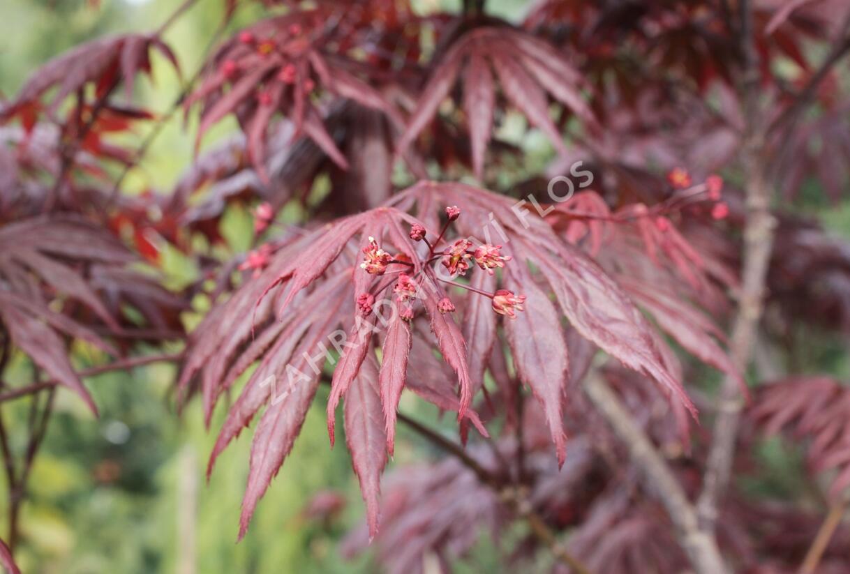 Javor dlanitolistý 'Fireglow' - Acer palmatum 'Fireglow'