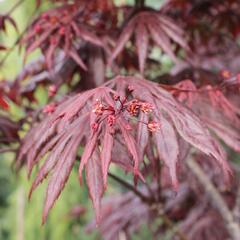 Javor dlanitolistý 'Fireglow' - Acer palmatum 'Fireglow'