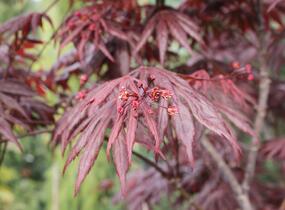 Javor dlanitolistý 'Fireglow' - Acer palmatum 'Fireglow'