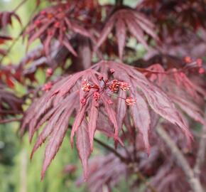 Javor dlanitolistý 'Fireglow' - Acer palmatum 'Fireglow'