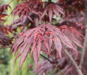 Javor dlanitolistý 'Fireglow' - Acer palmatum 'Fireglow'