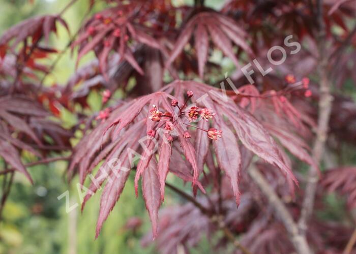 Javor dlanitolistý 'Fireglow' - Acer palmatum 'Fireglow'
