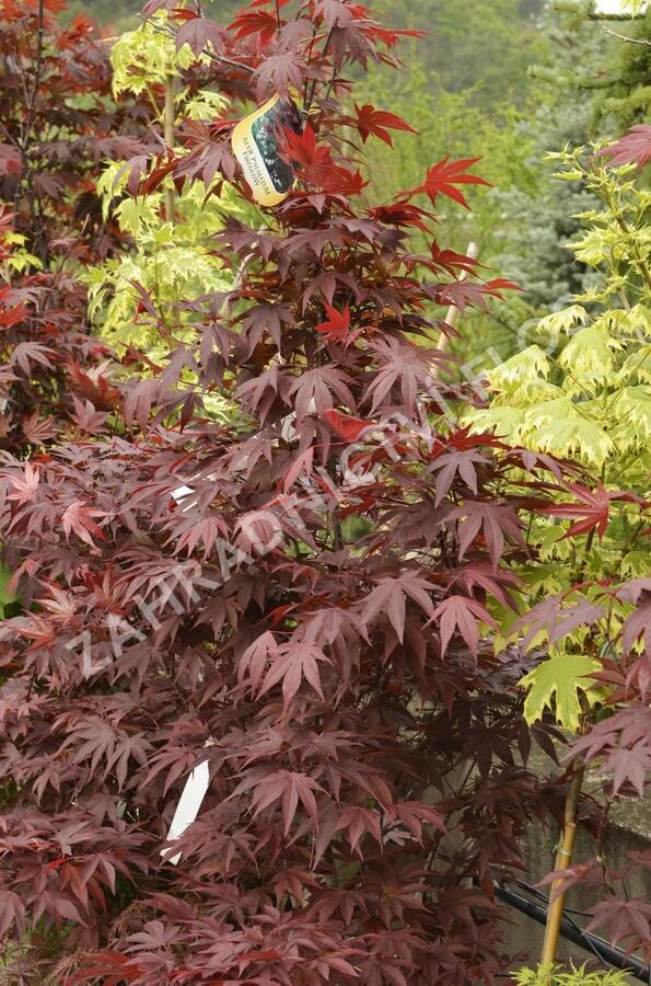 Javor dlanitolistý 'Fireglow' - Acer palmatum 'Fireglow'