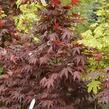 Javor dlanitolistý 'Fireglow' - Acer palmatum 'Fireglow'