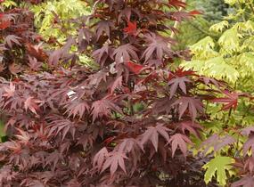 Javor dlanitolistý 'Fireglow' - Acer palmatum 'Fireglow'
