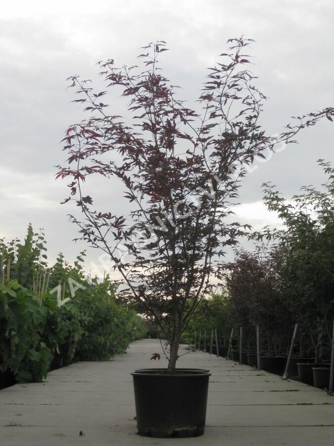 Javor dlanitolistý 'Fireglow' - Acer palmatum 'Fireglow'
