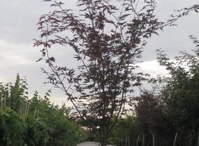 Javor dlanitolistý 'Fireglow' - Acer palmatum 'Fireglow'