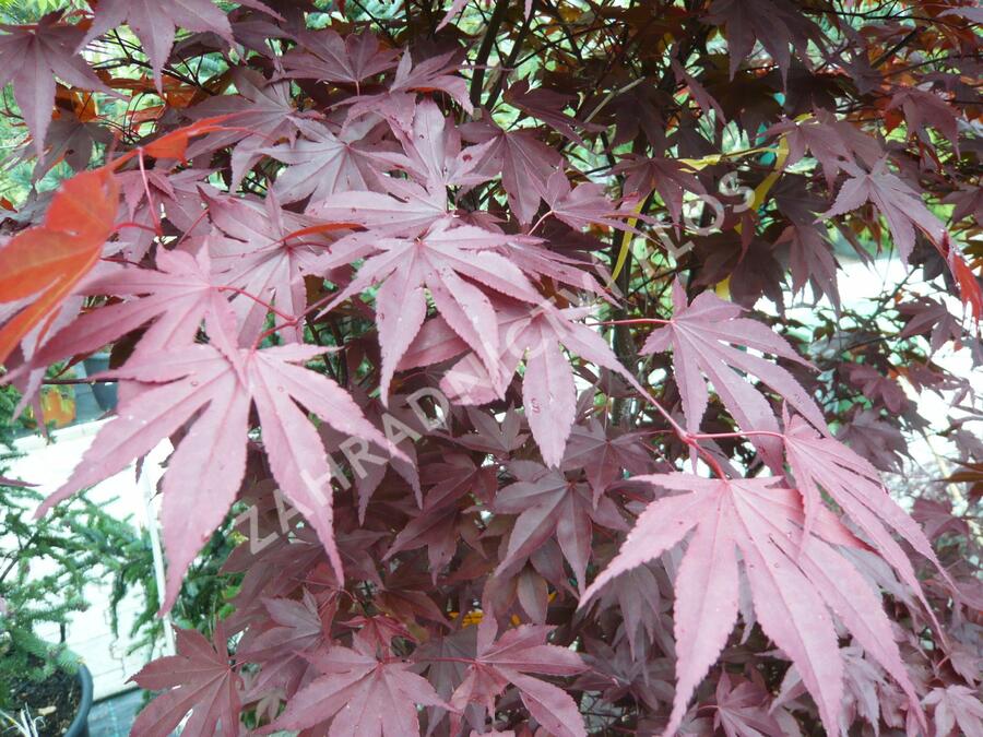 Javor dlanitolistý 'Fireglow' - Acer palmatum 'Fireglow'
