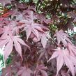 Javor dlanitolistý 'Fireglow' - Acer palmatum 'Fireglow'