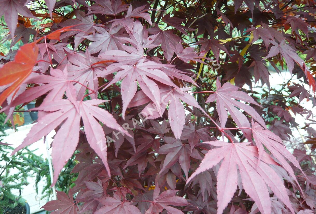 Javor dlanitolistý 'Fireglow' - Acer palmatum 'Fireglow'