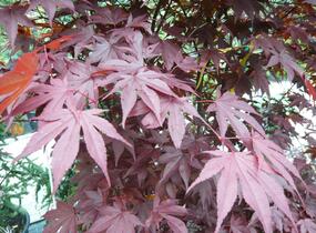 Javor dlanitolistý 'Fireglow' - Acer palmatum 'Fireglow'