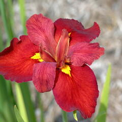 Kosatec 'Ann Chowning' - Iris louisiana 'Ann Chowning'