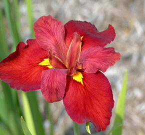 Kosatec 'Ann Chowning' - Iris louisiana 'Ann Chowning'