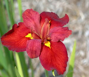 Kosatec 'Ann Chowning' - Iris louisiana 'Ann Chowning'