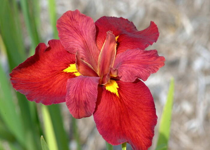 Kosatec 'Ann Chowning' - Iris louisiana 'Ann Chowning'