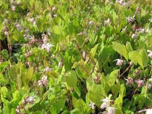 Škornice Youngova 'Roseum' - Epimedium youngianum 'Roseum'