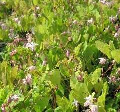 Škornice Youngova 'Roseum' - Epimedium youngianum 'Roseum'